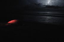 Discover the Wonder of the Nesting of Sea Turtles in Tortuguero