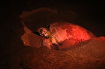 Discover the Wonder of the Nesting of Sea Turtles in Tortuguero