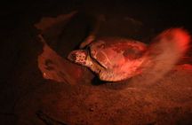 Discover the Wonder of the Nesting of Sea Turtles in Tortuguero