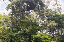 Half-Day / Canoe and Hike in to Tortuguero National Park 