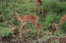 Full-day Hluhluwe-iMfolozi Park Big 5 Safari Experience