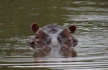Full-day Hluhluwe-iMfolozi Park Big 5 Safari Experience