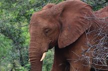 Full-day Hluhluwe-iMfolozi Park Big 5 Safari Experience