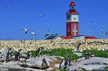 Great white, whales, dolphins, 10 hour discovery South Africa 