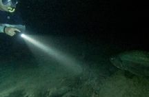 Night Snorkeling Adventure