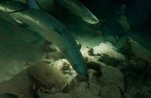 Night Snorkeling Adventure