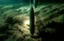 Night Snorkeling Adventure