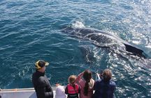 Kalbarri Whale Watching Tour 