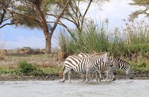 Day Tour To Lake Naivasha and Hell's Gate National Park