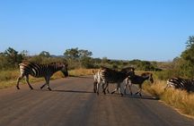  2 Days Pilanesberg National Park Luxury Safari 
