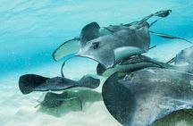 Cruise Ship Shore Tour - Stingray City, Reef Snorkel and Starfish