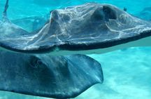 Cruise Ship Shore Tour - Stingray City, Reef Snorkel and Starfish