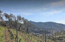 Lievàntu Wine Experience