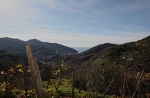 Lievàntu Wine Experience