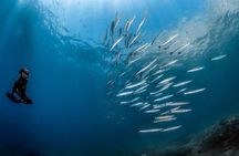 Afternoon snorkelling guided by a marine biologist in Sorrento