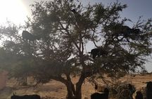 Full day trip to Essaouira from Agadir