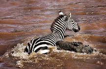 4-Day Manyara Serengeti and Ngorongoro Wonders Budget Safari Tour