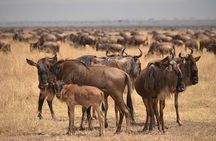  7-Day Private Northern Tanzania Safari