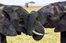 5-Day Classic Tarangire, Serengeti & Ngorongoro Camping