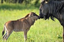 5-Day Classic Tarangire, Serengeti & Ngorongoro Camping