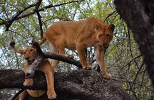 2-Day Sublime Safari to Tarangire and Ngorongoro Safari