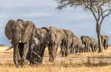 2-Day Sublime Safari to Tarangire and Ngorongoro Safari