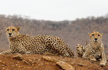2-Day Sublime Safari to Tarangire and Ngorongoro Safari