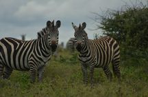  6-Day Essence of Serengeti & Ngorongoro Migration Safari