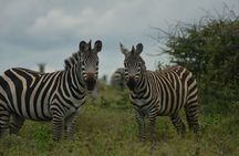  6-Day Essence of Serengeti & Ngorongoro Migration Safari
