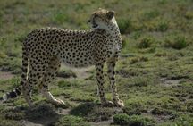  6-Day Essence of Serengeti & Ngorongoro Migration Safari