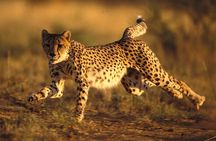 3 Days Tanzania Safari to Manyara Tarangire and Ngorongoro