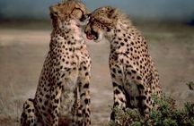 3 Days Tanzania Safari to Manyara Tarangire and Ngorongoro