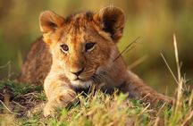 3 Days Tanzania Safari to Manyara Tarangire and Ngorongoro