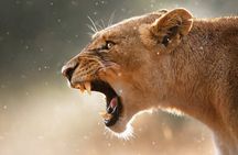 4 Day Private Wilderness Safari in Arusha