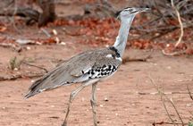 5-Day Wildlife Adventures Northern Circuit Safari