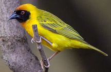 5-Day Wildlife Adventures Northern Circuit Safari