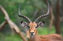 4-Day Private Safari Tour to Serengeti and Ngorongoro 