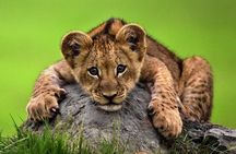 Full Day Tour To Arusha National Park Canoeing Safari