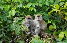 Wonderful 2Days 1Night Bukit Lawang Jungle Trekking Free Rafting