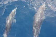  3-hour excursion to Puerto Colón Adeje to see whales