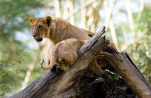 2 Days, 1 Night Safari - Lake Nakuru National Park From Kisumu