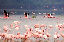 2 Days, 1 Night Safari - Lake Nakuru National Park From Kisumu
