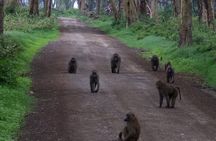 2 Days, 1 Night Safari - Lake Nakuru National Park From Kisumu