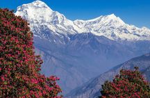 Pokhara: 4 Days Poon Hill and Ghandruk Trek 