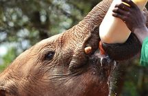 Nairobi Stopover & Layover Tour – Private, Fast & Flexible!