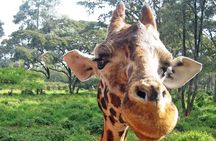 Nairobi Stopover & Layover Tour – Private, Fast & Flexible!
