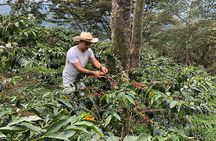 Coffee Farm and Salento Walking Tour