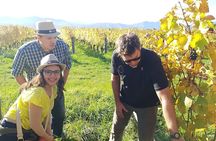 Private Guided Marlborough Wine Tour From Picton NZ