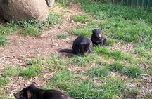 Wings Wildlife Park and Scenic Tour 