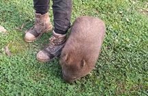 Wings Wildlife Park and Scenic Tour 